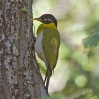 Black-headed Woodpecker